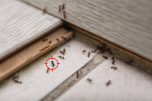 Best Insect Control  in Mclouth, KS